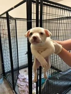 A baby medium-sized male Australian Cattle Dog / Blue Heeler dog named Maverick for adoption in Thompson Falls, MT