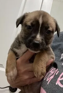 A young medium-sized female Apricot / Beige Mixed Breed dog named Marcie for adoption in Magnolia, TX