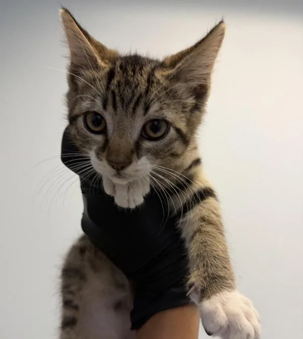 Indi