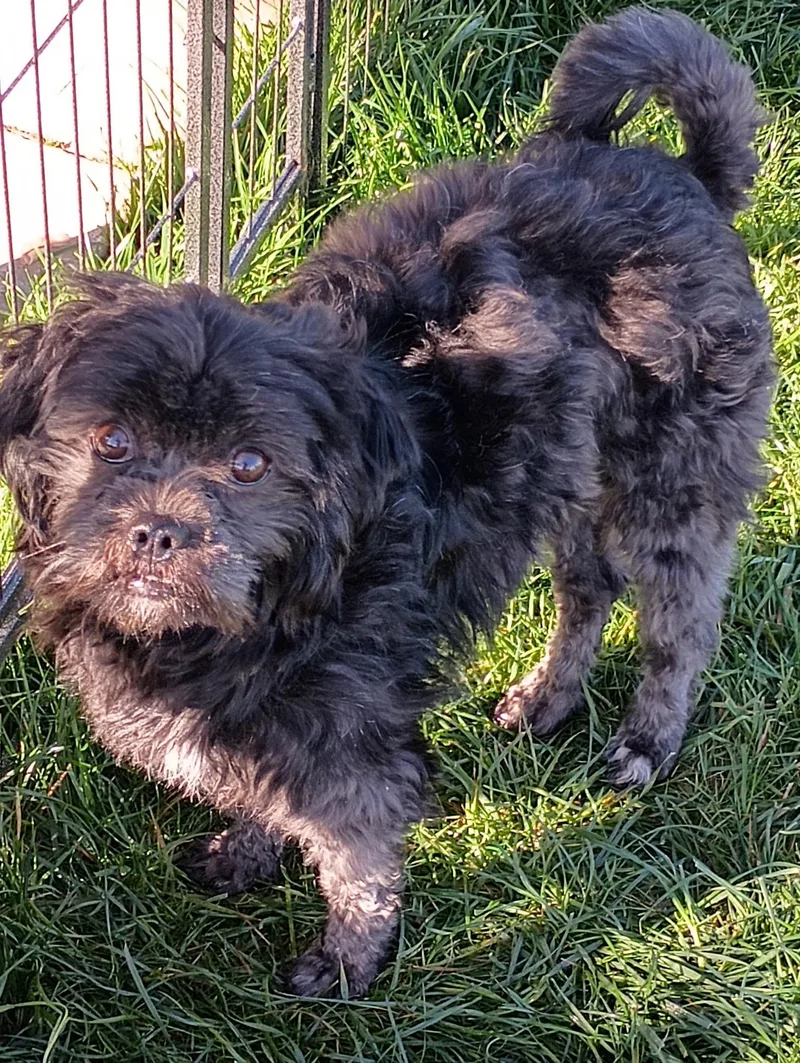 A young small-sized male Black Mixed Breed dog named Chibs for adoption in Olympia, WA