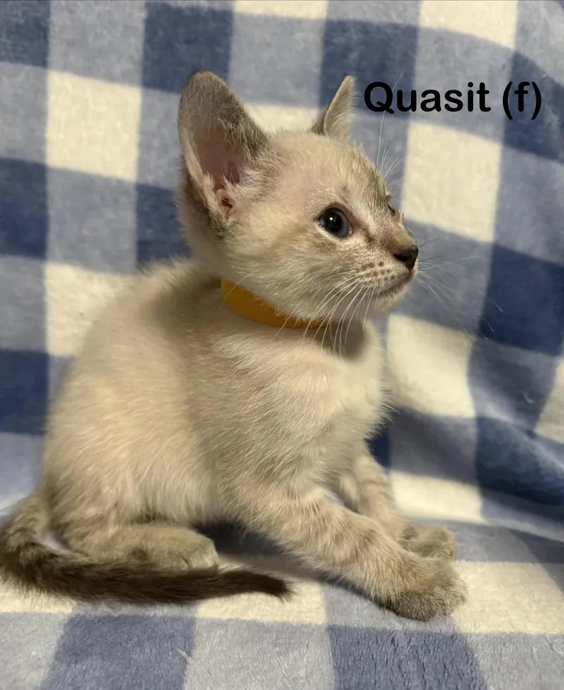 A baby small-sized female Domestic Short Hair cat named Quasit for adoption in Dixon, CA