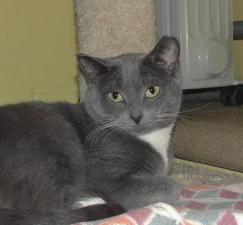 An adult medium-sized female Gray / Blue / Silver Domestic Short Hair cat named Stone for adoption in Plover, WI