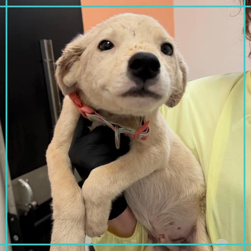 A baby medium-sized male Mixed Breed dog named Pomme for adoption in Austin, TX