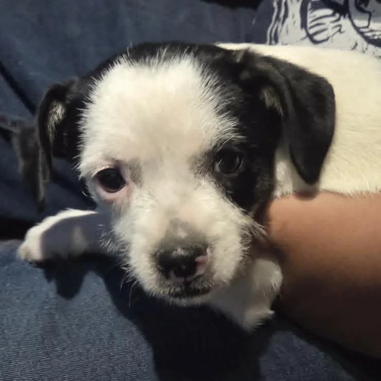 A baby small-sized female White / Cream Terrier dog named Patty for adoption in Olathe, KS
