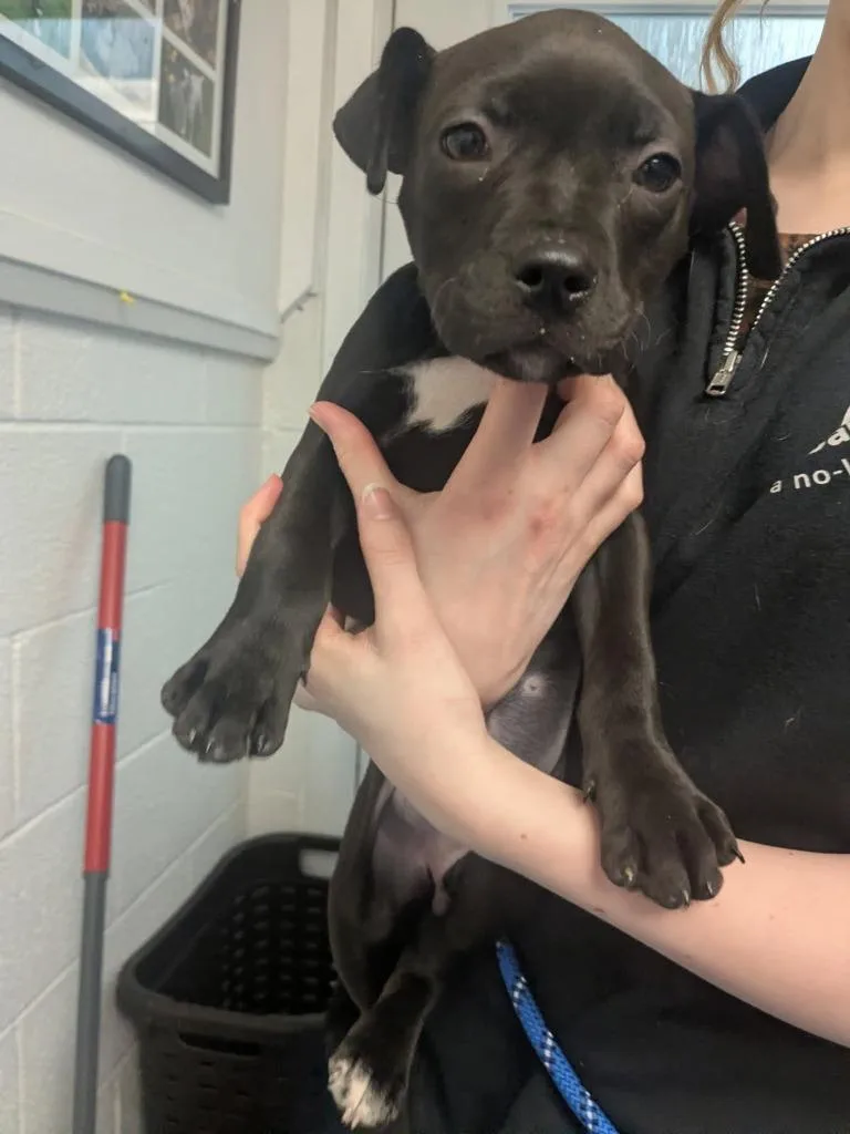 A baby small-sized female American Bulldog dog named Darla for adoption in Muskegon, MI