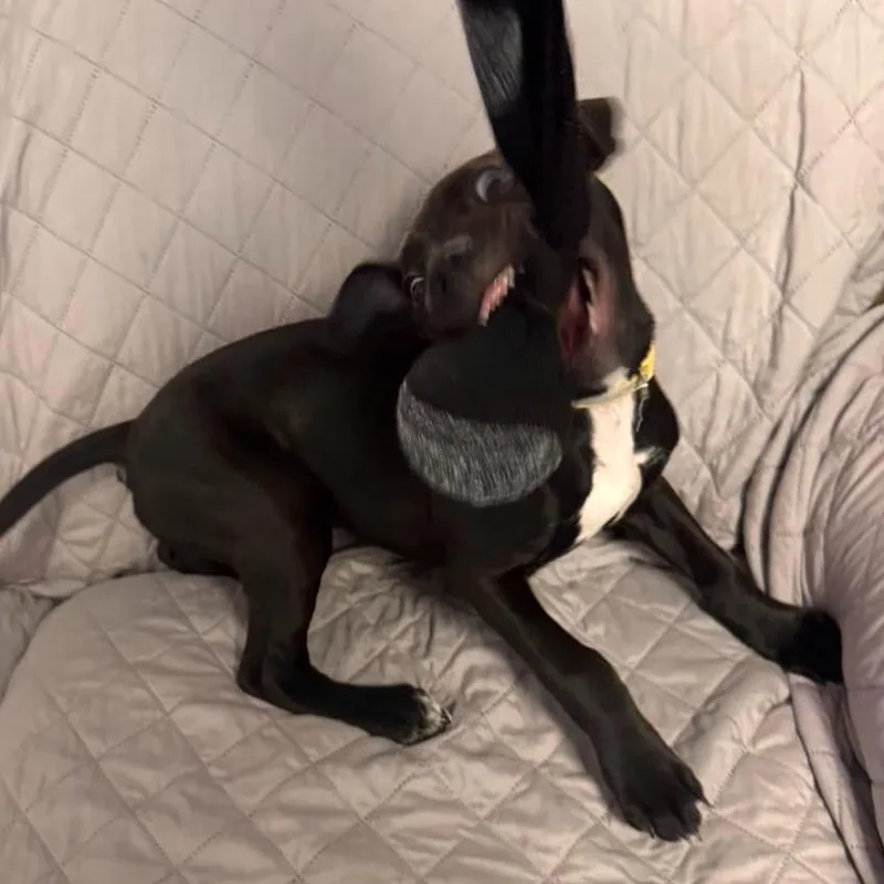Darla thumbnail 2