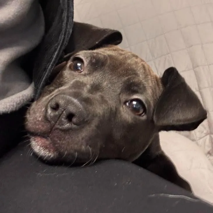 Darla thumbnail 5