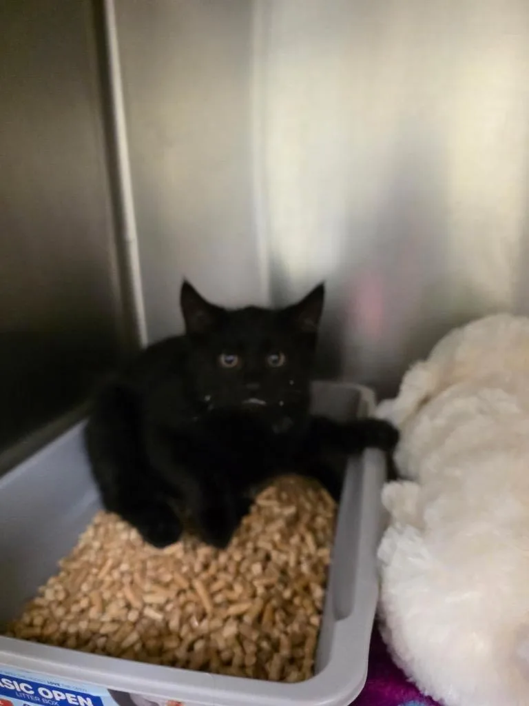 A baby small-sized male Domestic Medium Hair cat named Fillip for adoption in Meriden, CT