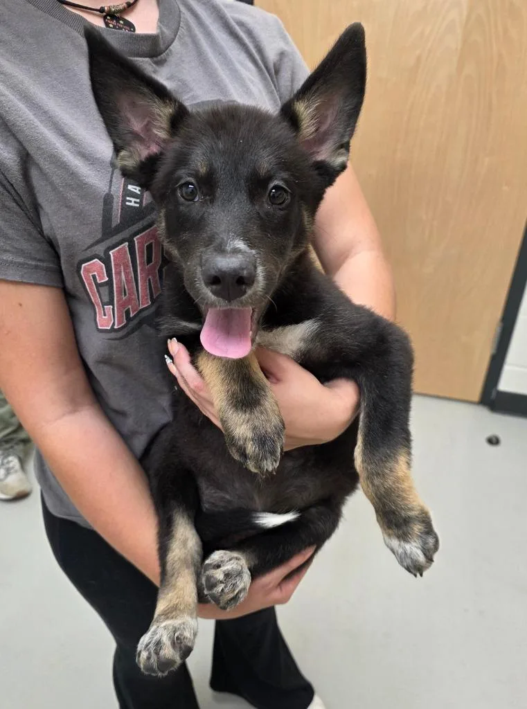 A baby large-sized female German Shepherd Dog dog named Raya for adoption in Greeneville, TN