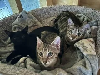 A baby medium-sized male Tabby (Brown / Chocolate) Tabby cat named Shivers for adoption in Homestead, FL