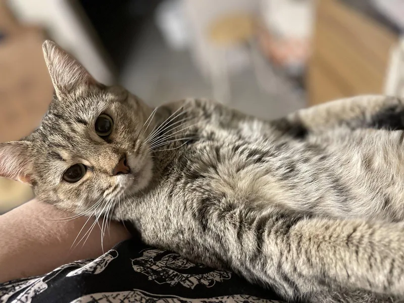 An adult medium-sized female Domestic Short Hair cat named Claire for adoption in Lutherville, MD
