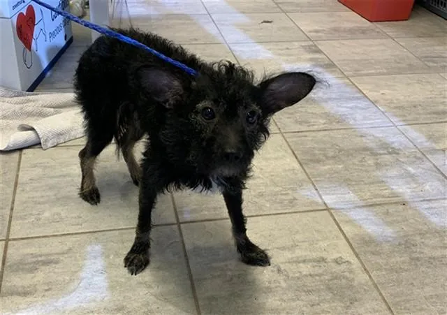 An adult medium-sized male Terrier dog named Tramp for adoption in Grand Prairie, TX
