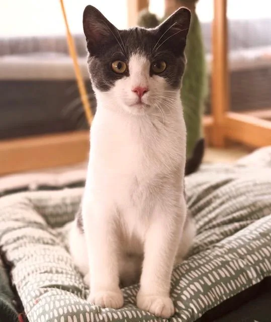 A baby medium-sized male Gray & White Russian Blue cat named Tire Iron Terry for adoption in Philadelphia, PA