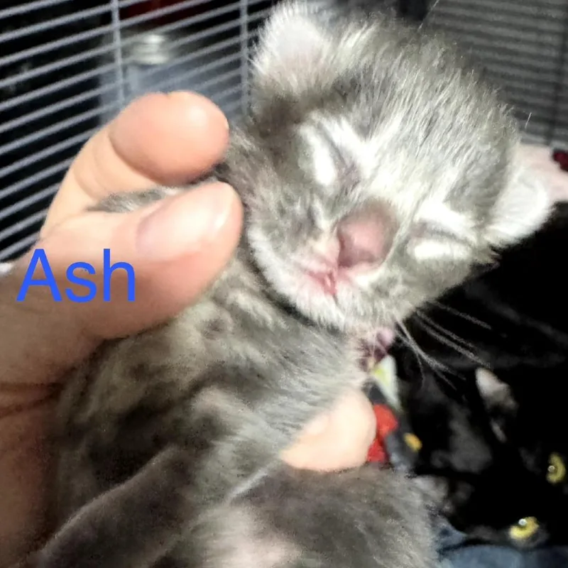 Ash Wkh thumbnail 3