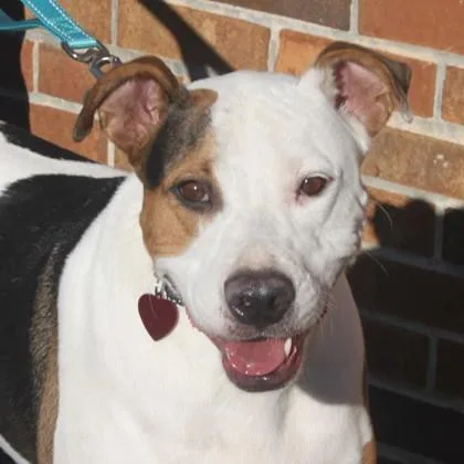 An adult large-sized male Hound dog named Hugo for adoption in Elk Grove Village, IL