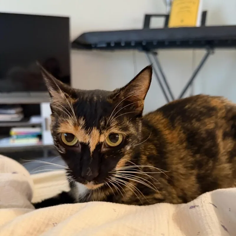 An adult medium-sized female Domestic Short Hair cat named Queen Susan the Gentle for adoption in Los Angeles, CA
