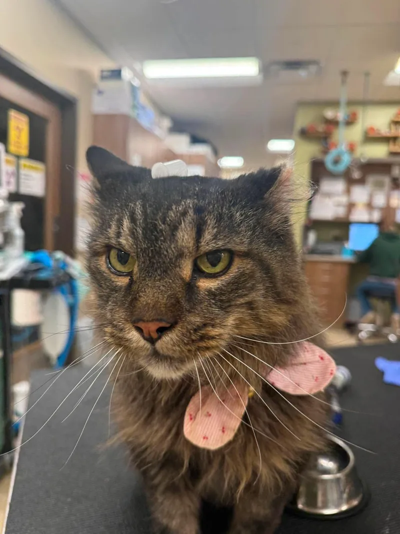A senior large-sized male Domestic Long Hair cat named Pookie for adoption in Sterling, VA