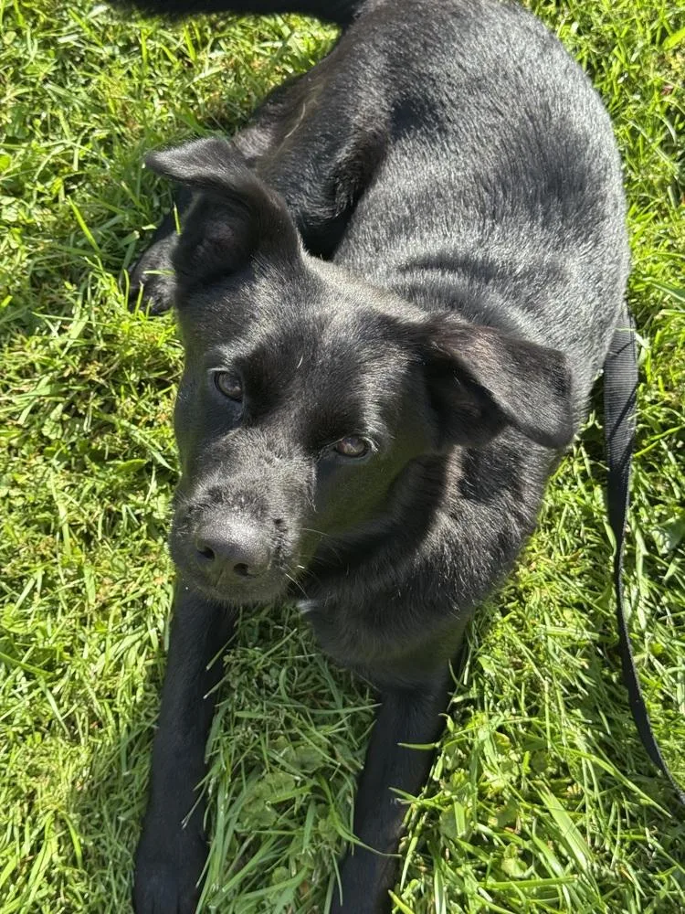 An adult medium-sized female Black Labrador Retriever dog named Bear Bear for adoption in Irwin, PA