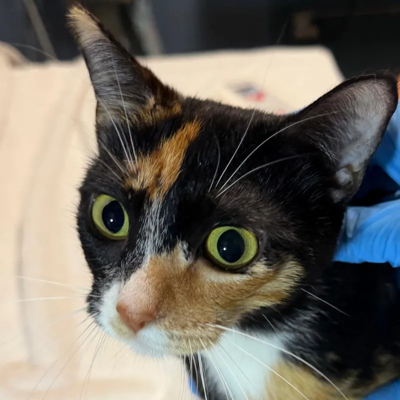 An adult medium-sized female Calico Domestic Short Hair cat named Duchess for adoption in Providence, RI