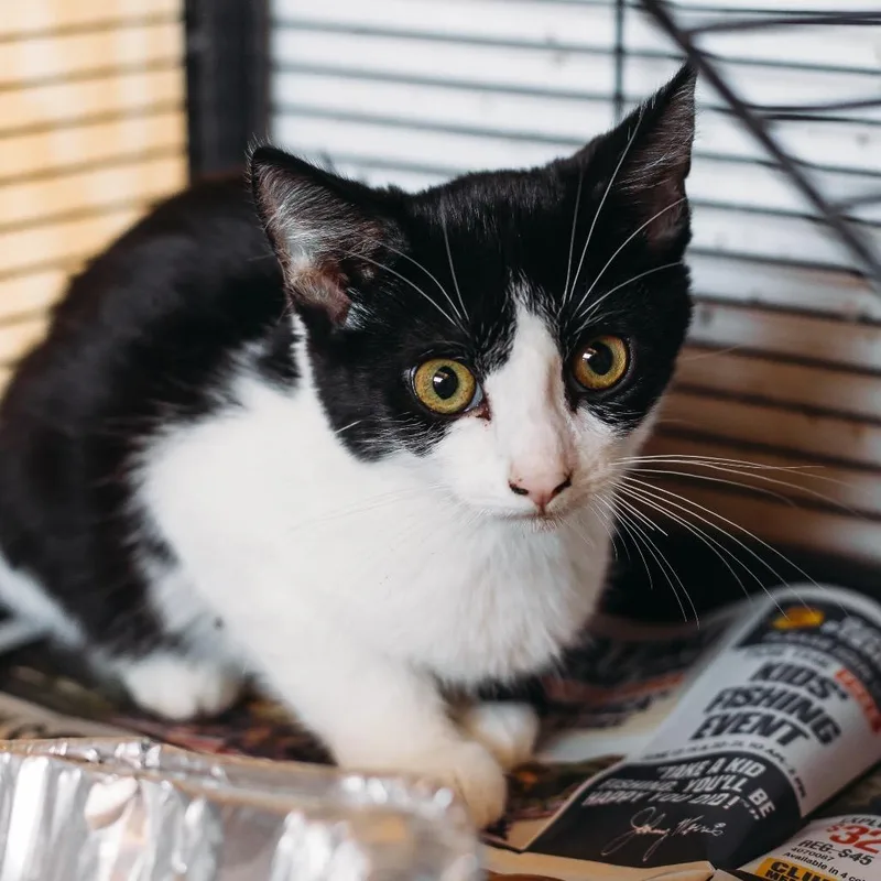 A baby small-sized female Domestic Short Hair cat named Miss Jackson for adoption in Morrisville, VT