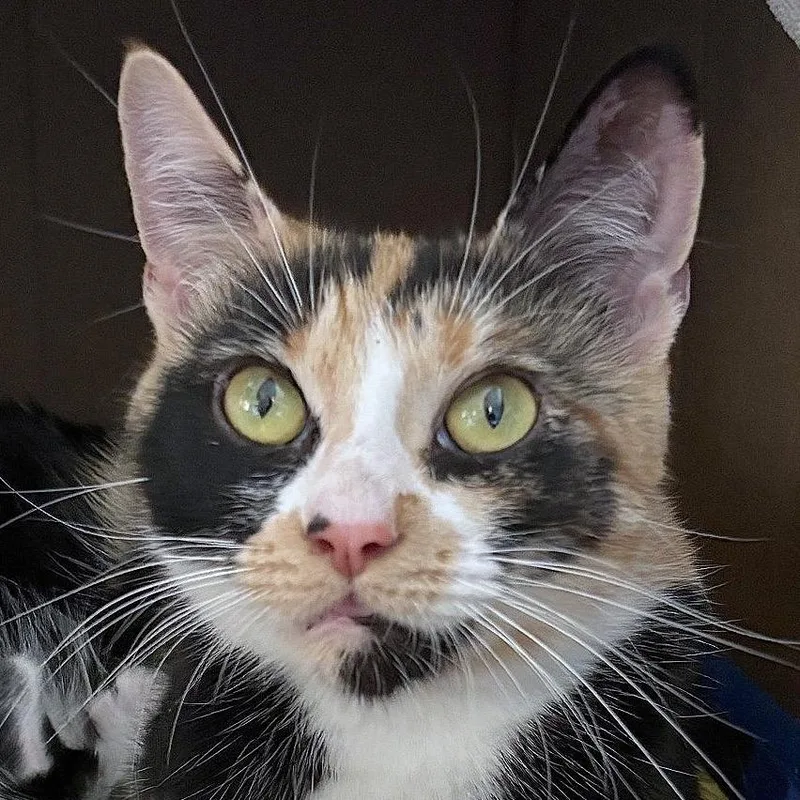 An adult medium-sized female Calico Domestic Short Hair cat named Cheetah Sparkle for adoption in Providence, RI