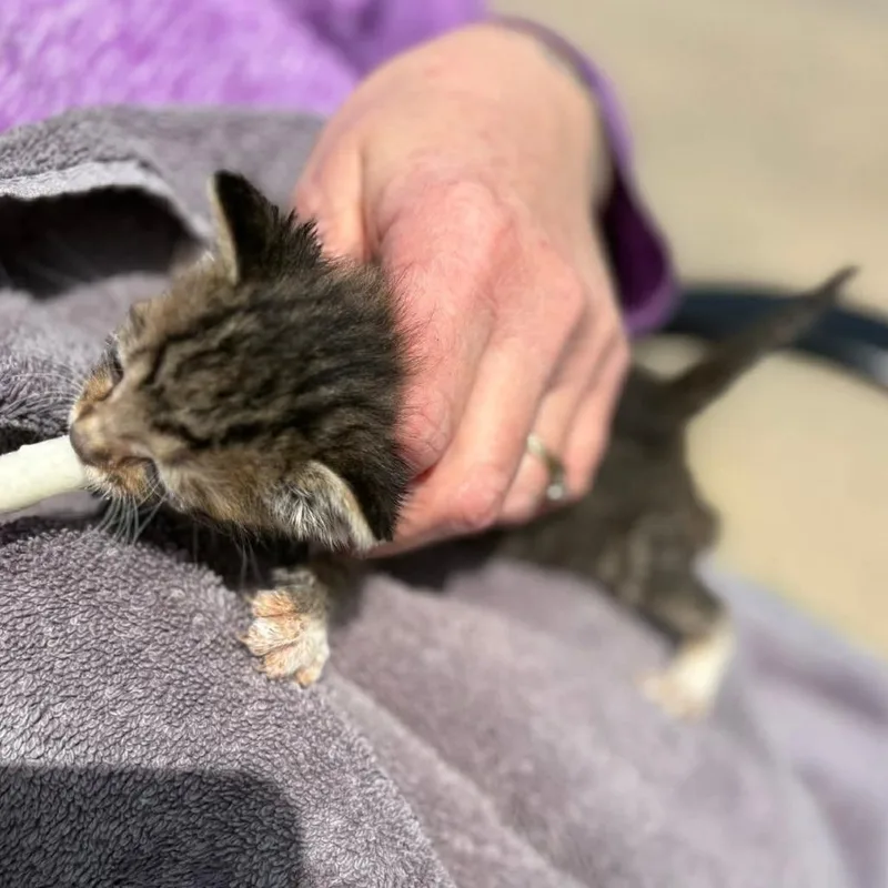 A baby small-sized female Black Domestic Short Hair cat named Earth for adoption in Mondovi, WI
