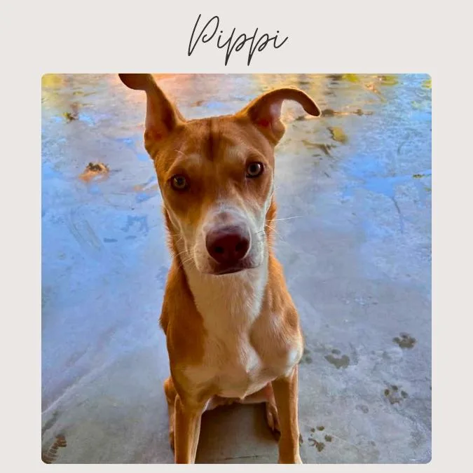 Pippi