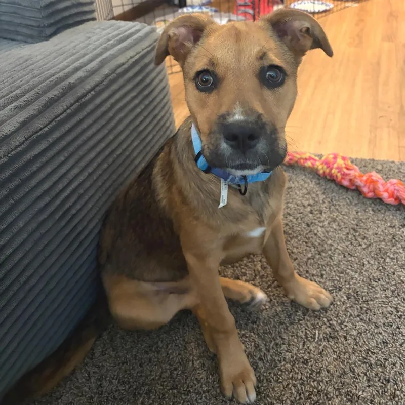 A baby small-sized female Red / Chestnut / Orange German Shepherd Dog dog named Butter for adoption in Buffalo, MN