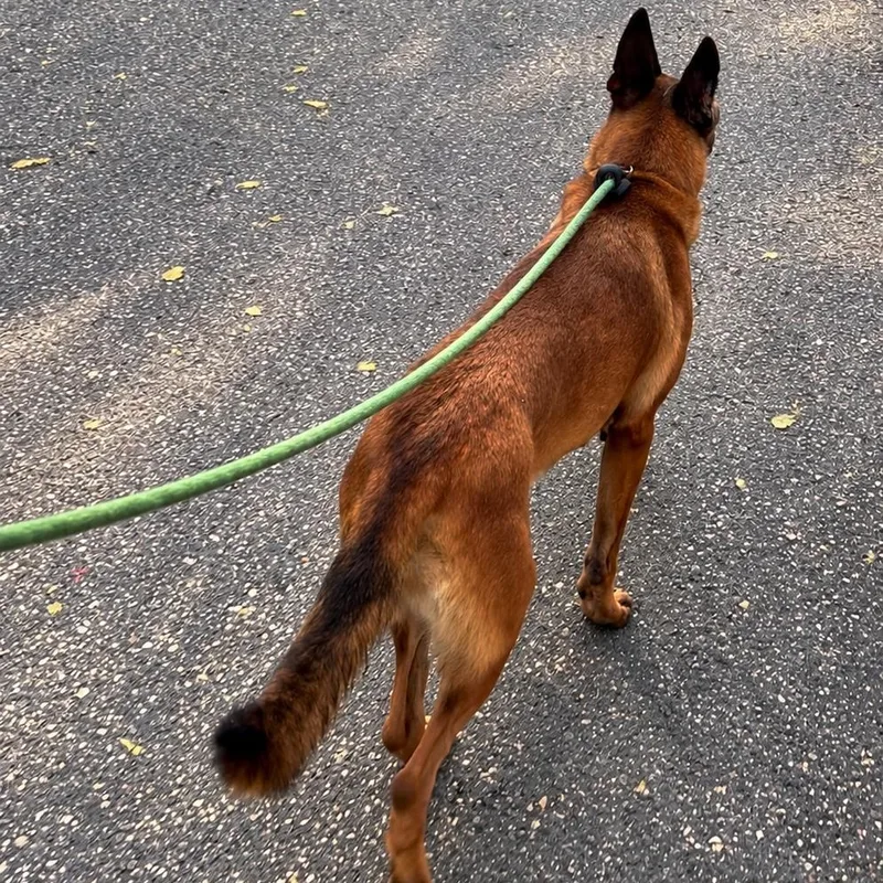 An adult medium-sized female Belgian Shepherd / Malinois dog named Emma for adoption in New York, NY