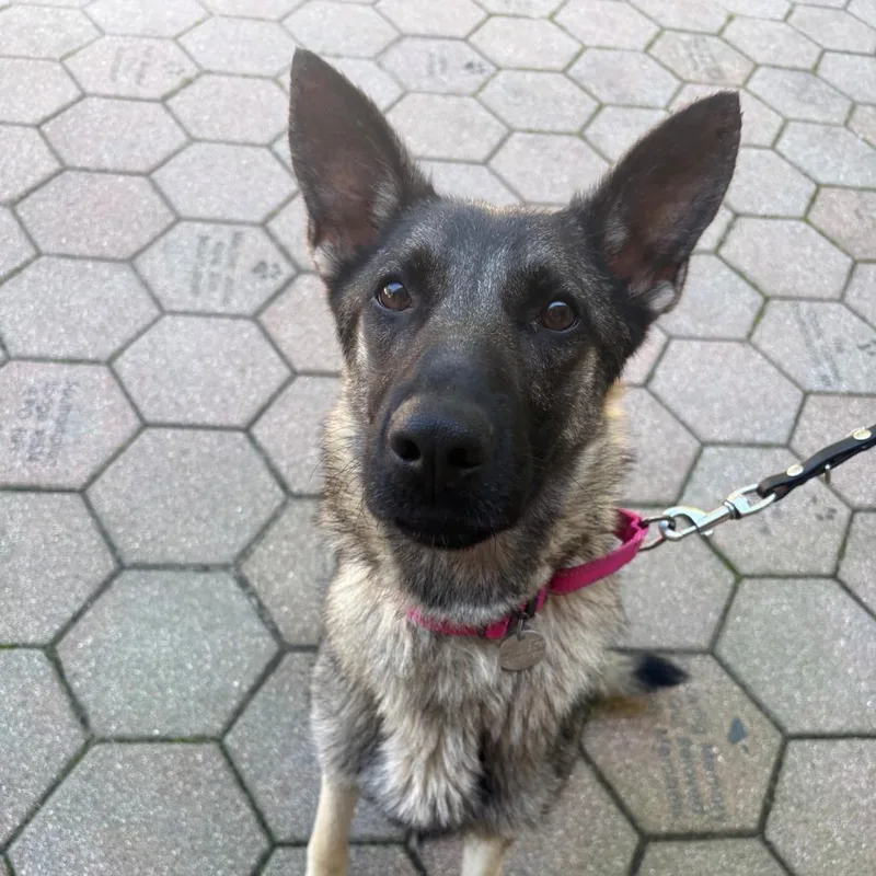 A young medium-sized female German Shepherd Dog dog named Tess for adoption in Hampton Bays, NY