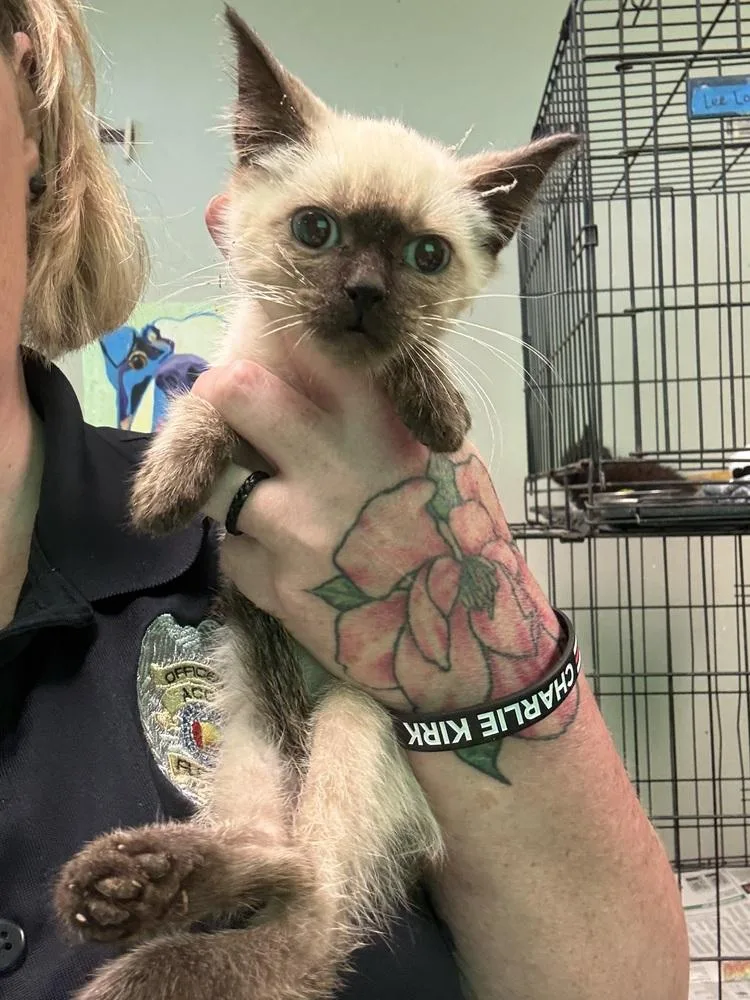 A baby small-sized male Siamese cat named Firecracker for adoption in Albany, WI