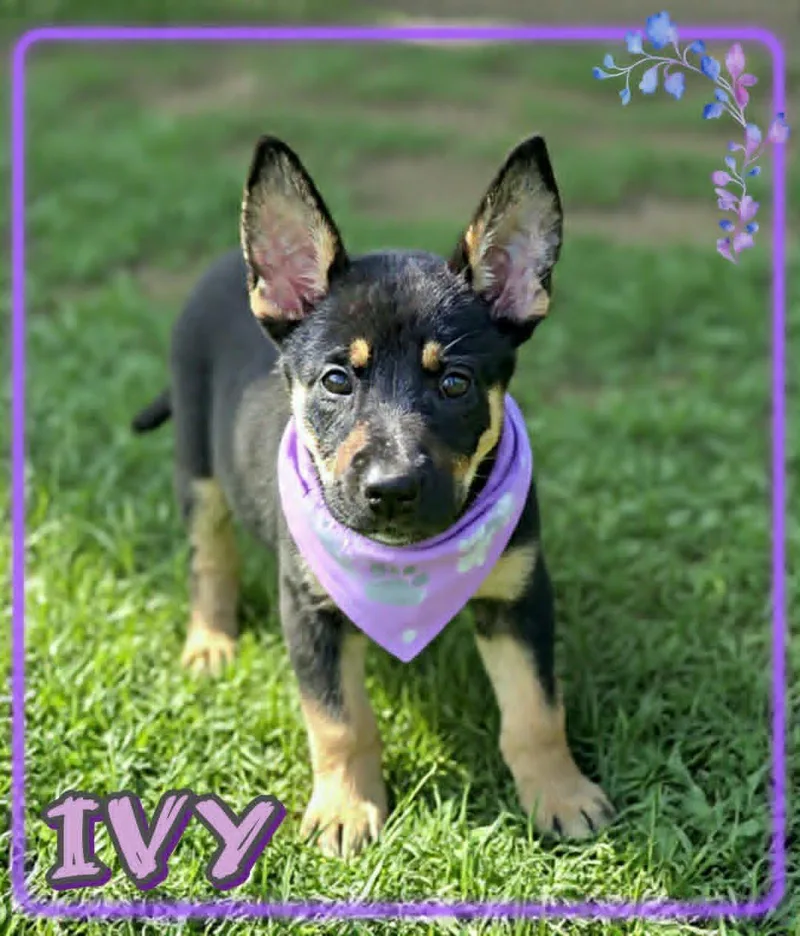 Ivy thumbnail 2