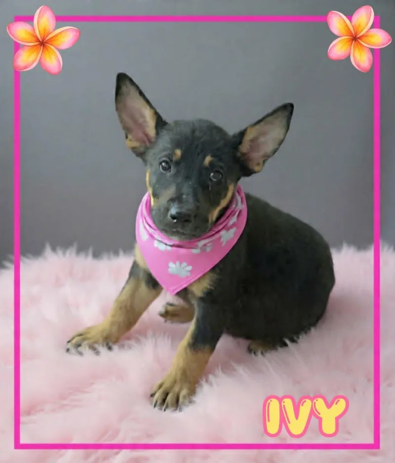 Ivy thumbnail 3