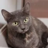 An adult small-sized female Gray & White Domestic Short Hair cat named Spark for adoption in Hilliard, OH
