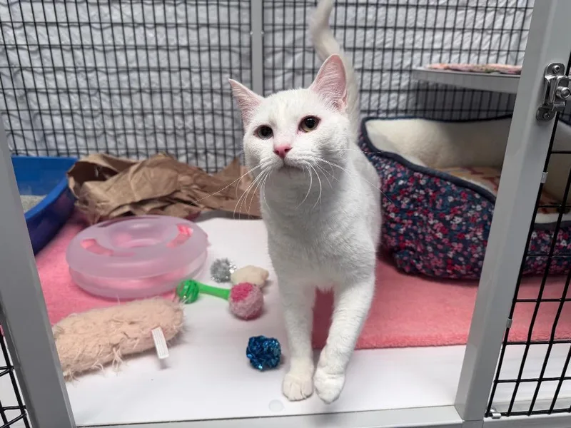 A young medium-sized male Domestic Short Hair cat named Edmond Dantes for adoption in Raleigh, NC
