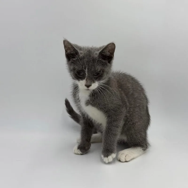 A baby medium-sized male Domestic Short Hair cat named Fluffy Chiffon for adoption in State College, PA