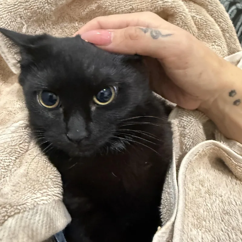 A baby small-sized female Black Domestic Short Hair cat named Skip for adoption in Tampa, FL