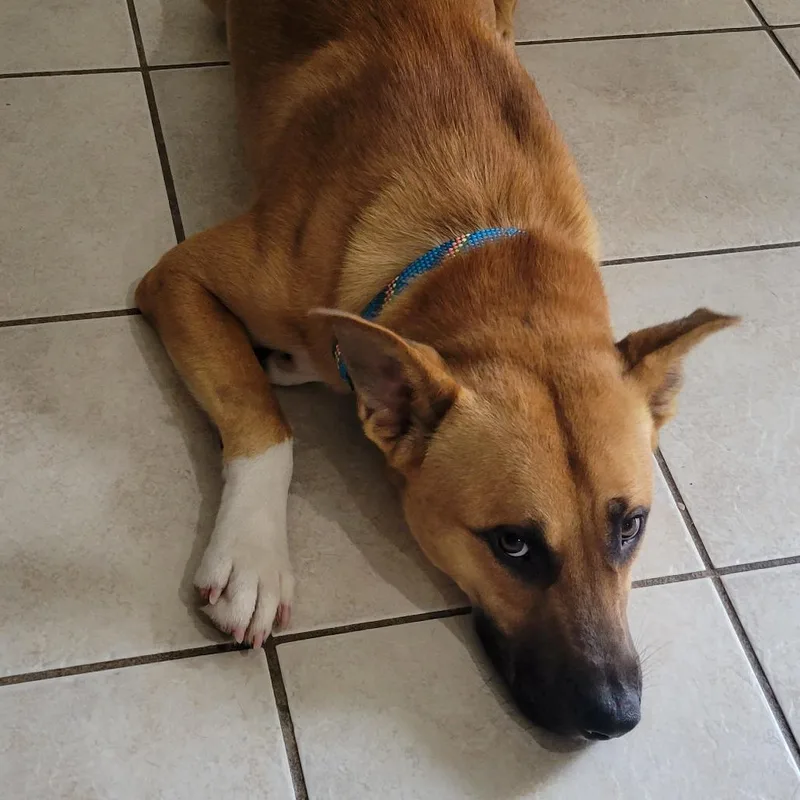 A young medium-sized male Yellow / Tan / Blond / Fawn German Shepherd Dog dog named Alfie for adoption in Houston, TX