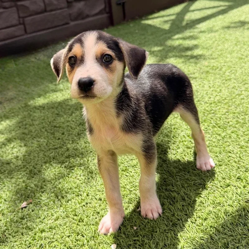 A baby medium-sized male Mixed Breed dog named Ollie for adoption in LOXAHATCHEE, FL