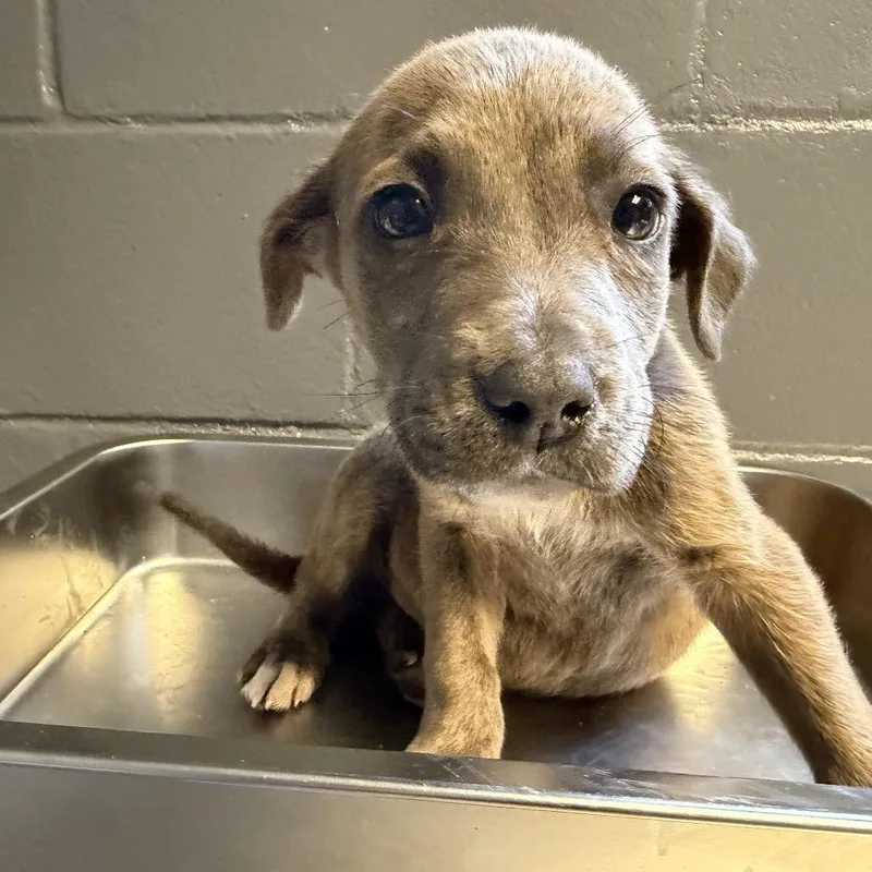 A baby small-sized male Brindle Pit Bull Terrier dog named Mr. Ray for adoption in Pasadena , MD