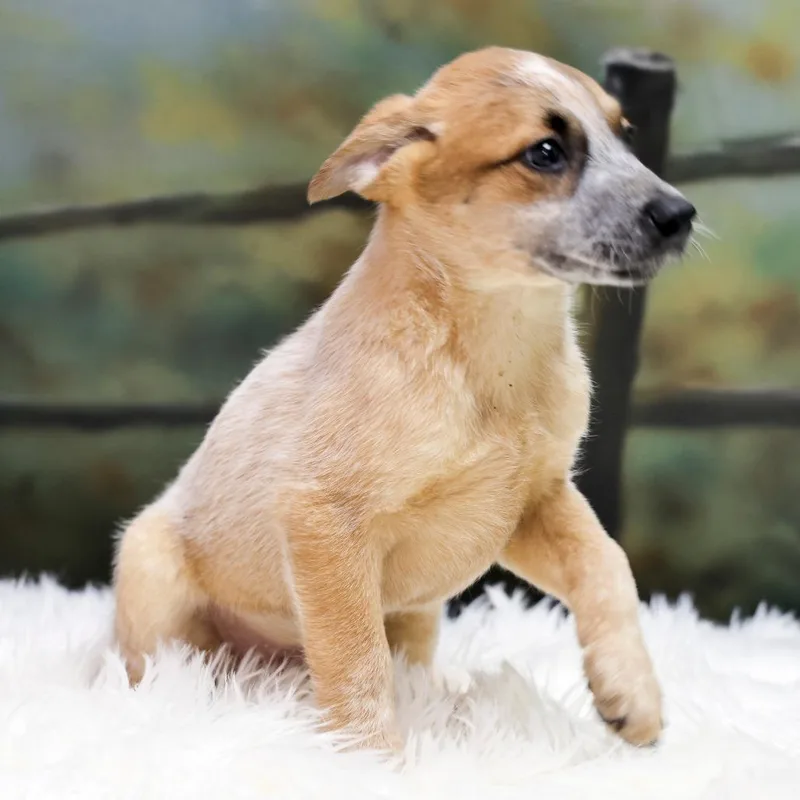 A baby small-sized male Red / Chestnut / Orange Cattle Dog dog named Red for adoption in Casa Grande, AZ