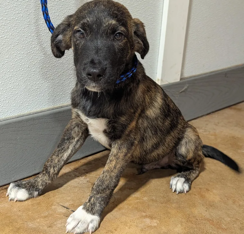 A baby medium-sized male German Shepherd Dog dog named Ares for adoption in Jackson, GA