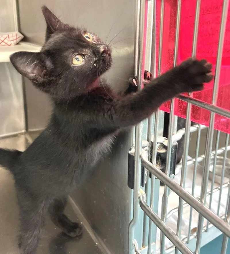 A baby medium-sized male Black Domestic Short Hair cat named Lapis for adoption in Carrollton, GA