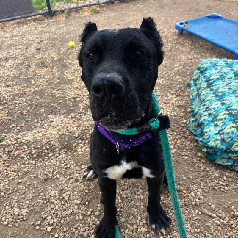 An adult large-sized male Black Cane Corso dog named Adolis for adoption in Philadelphia, PA