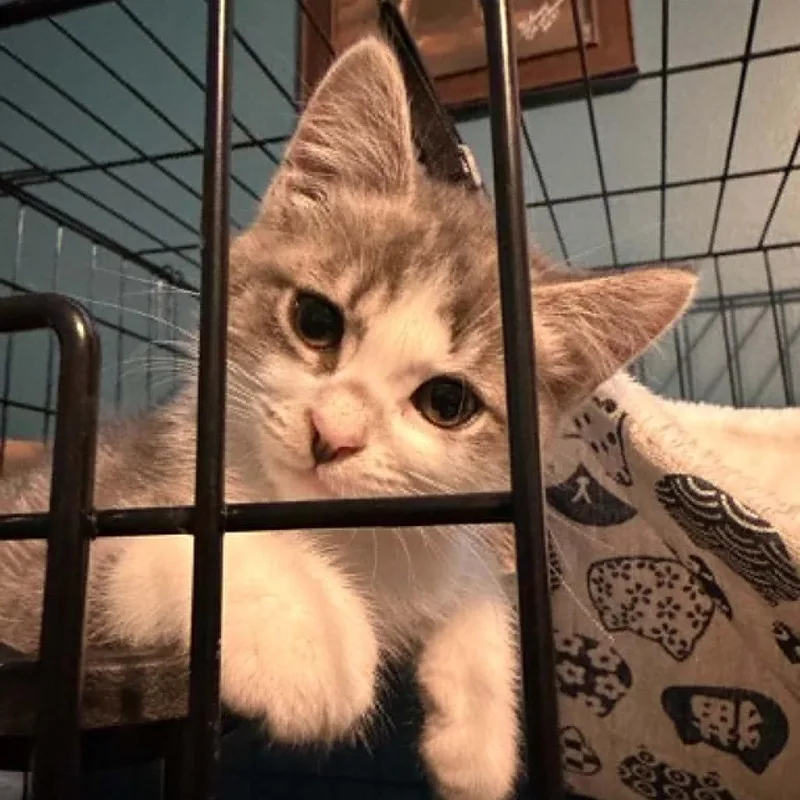 A baby small-sized female Domestic Short Hair cat named Fae for adoption in Verona, VA