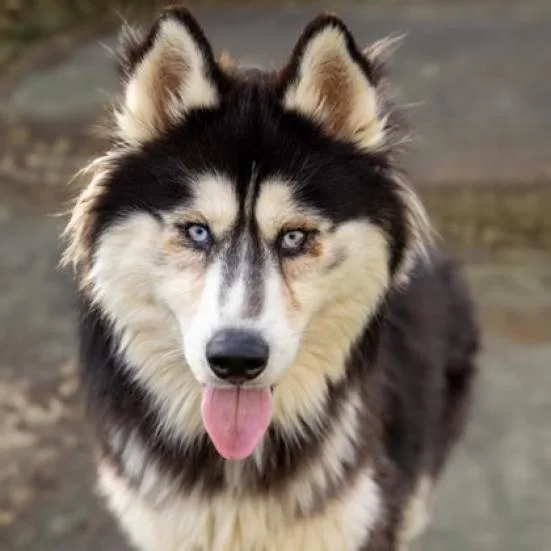 An adult medium-sized male White / Cream Siberian Husky dog named Kiba for adoption in Palm Springs, CA