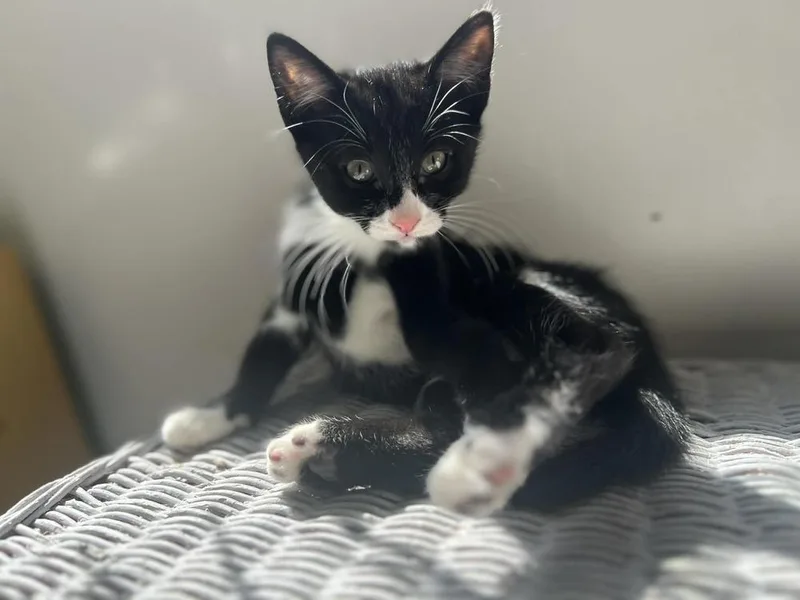 Moonblast thumbnail 2