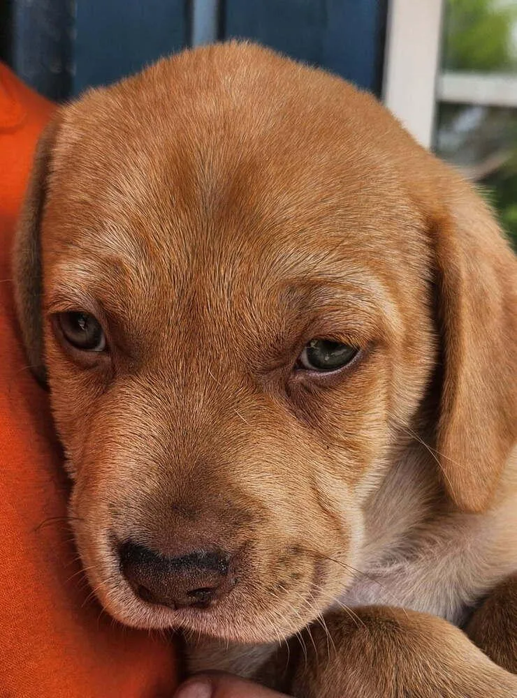 A baby small-sized male Brown / Chocolate Basset Hound dog named Big Boy for adoption in Saint Augustine, FL
