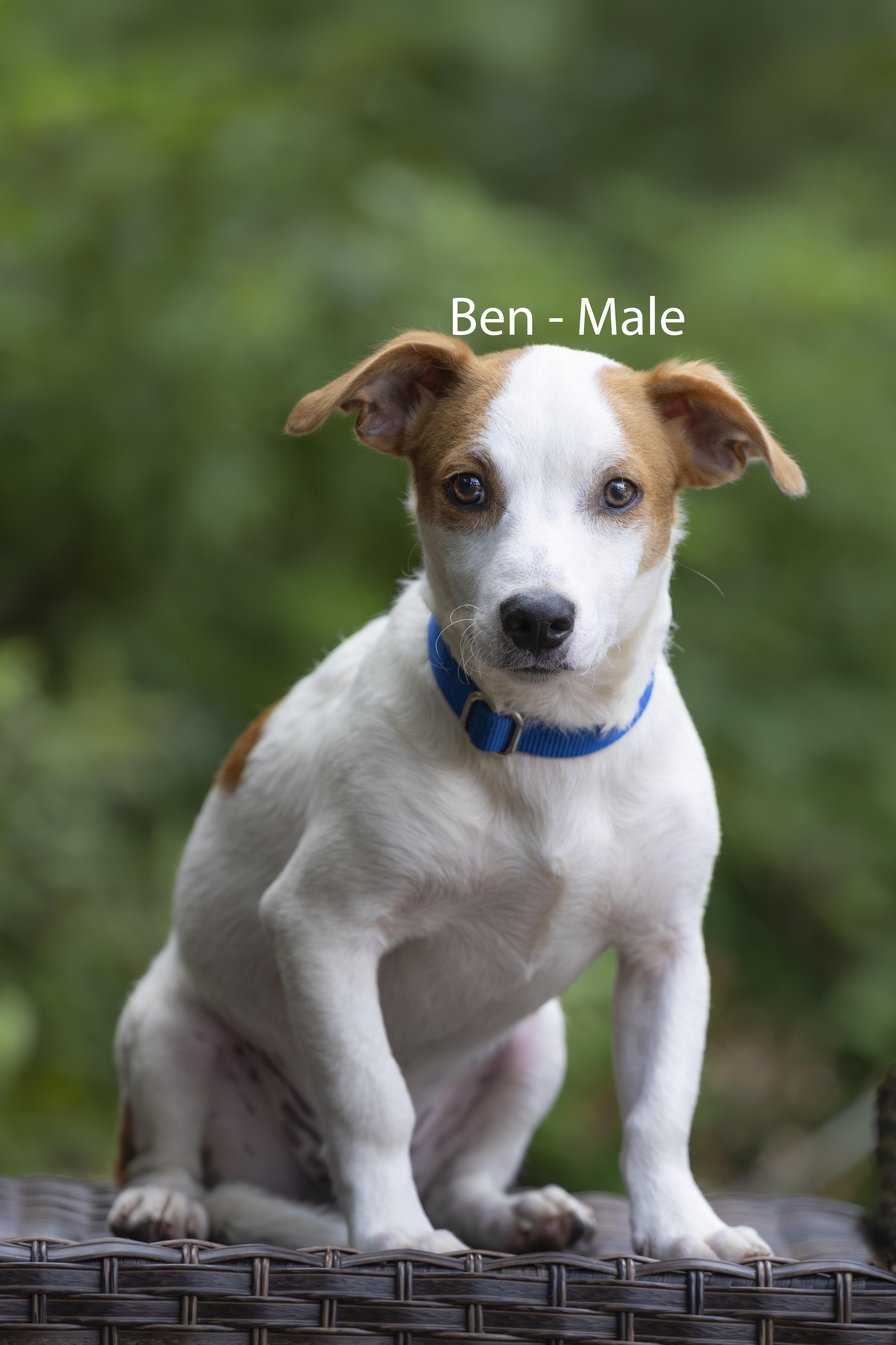 An adult small-sized male White / Cream Jack Russell Terrier dog named Ben for adoption in Pawleys Island, SC