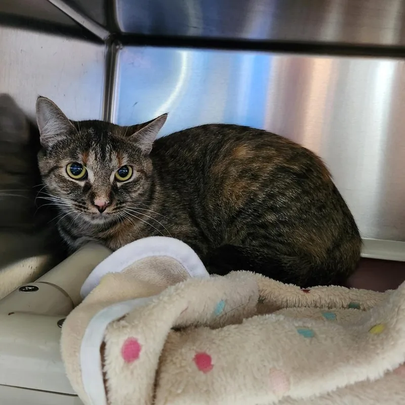 An adult medium-sized female Brown / Chocolate Domestic Short Hair cat named Chuca for adoption in Grand Rapids, MI